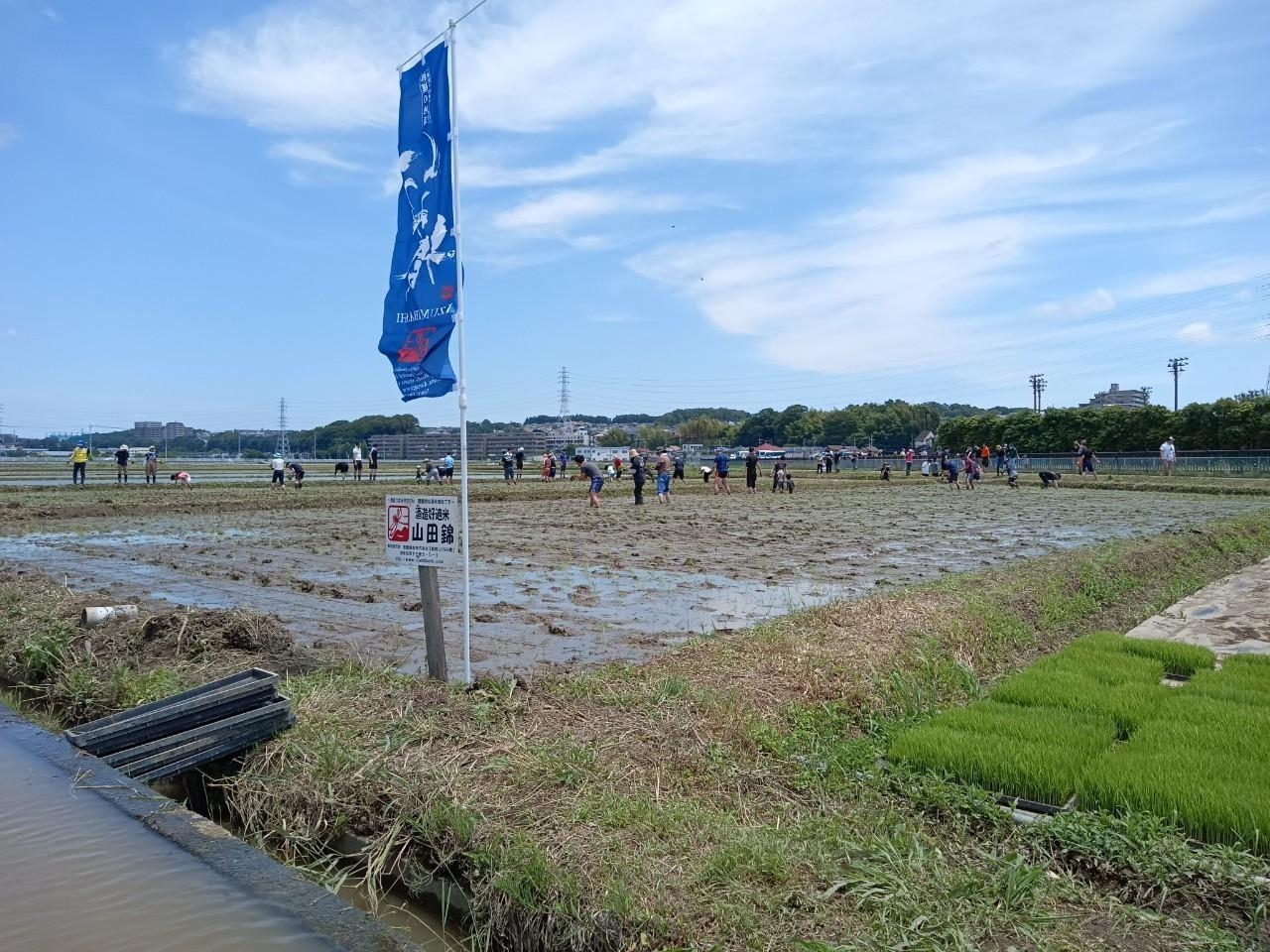 泉橋さんの田植え会参加してきました！