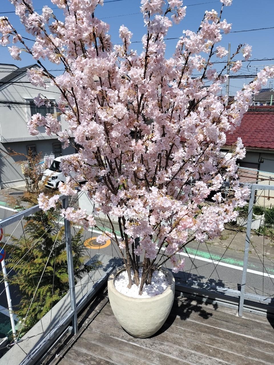和泉園様 素敵な桜ありがとうございます。