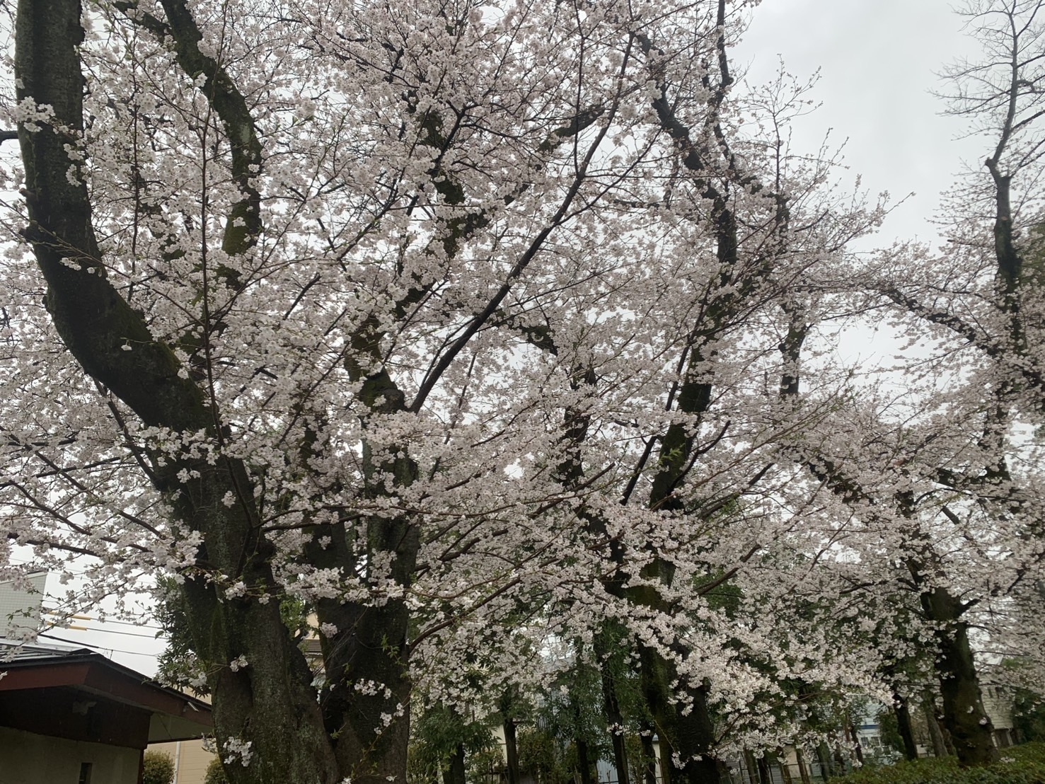 第10回こまえ桜まつり
