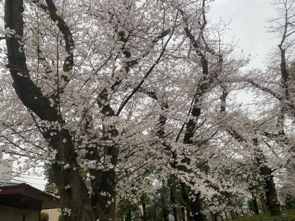 第10回こまえ桜まつり