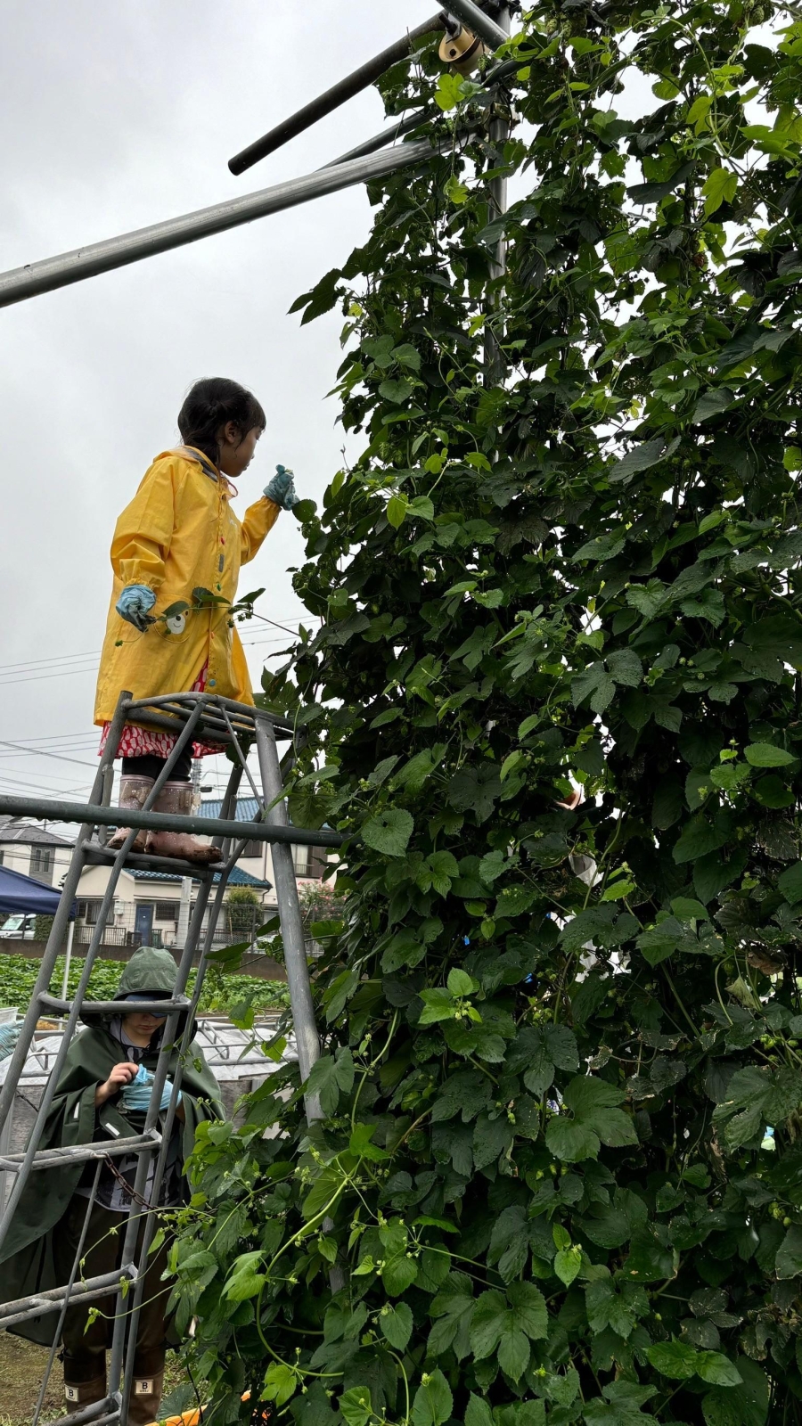 ホップ収穫①