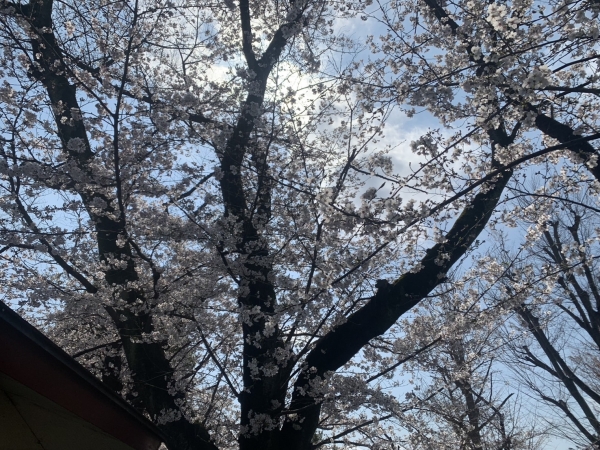 第11回狛江さくらまつりに出店しました！